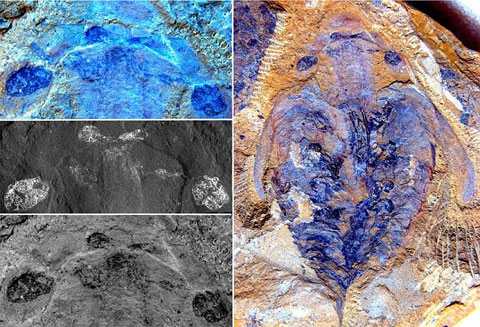 Ученые изучили мозг самого древнего хищника планеты, жившего 520 млн лет назад