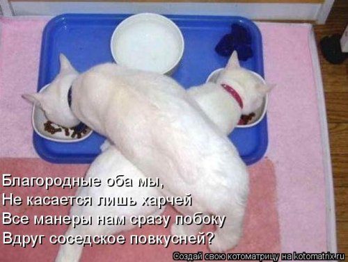 Самая убойная котоматрица 