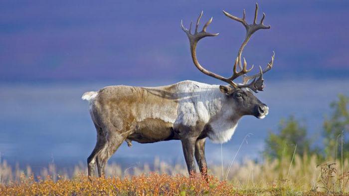 Природа, растения и животные Мурманской области: список и интересные факты