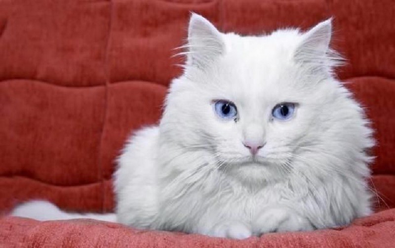 Животные, которые могут нас спасти: как собаки и кошки лечат болезни домашние животные, кошки, лечение, помощь, собаки, терапия