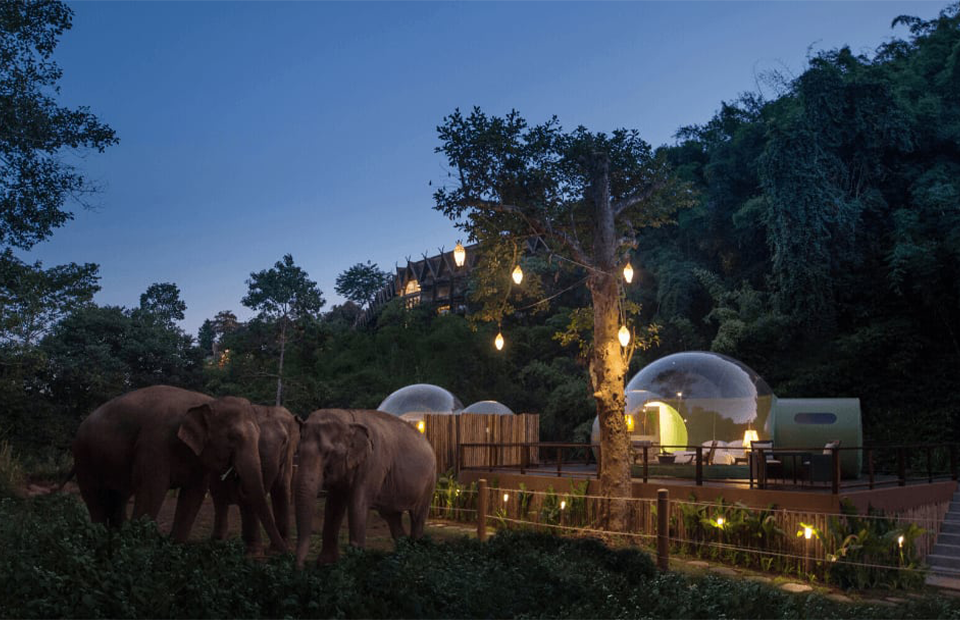 В Таиланде открылся кемпинг для наблюдения за слонами и звездами