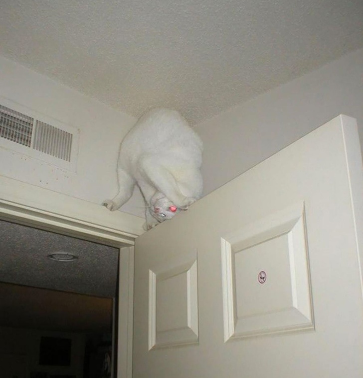 Могу ли я считаться Санта-Клаусом, если на меня работают шесть оленей? Могу ли я считаться Санта-Клаусом, если на меня работают шесть оленей? анекдоты