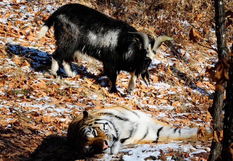 Дальний Восток признали одним из 10 лучших направлений для туризма в 2019 году Дальний Восток признали одним из 10 лучших направлений для туризма в 2019 году туризм