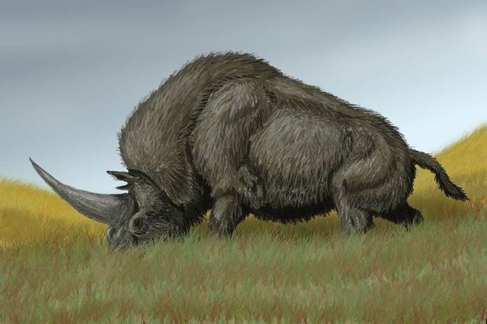 Эласмотерий, сибирский единорог ископаемые чудовища, Древний носорог, ископаемые