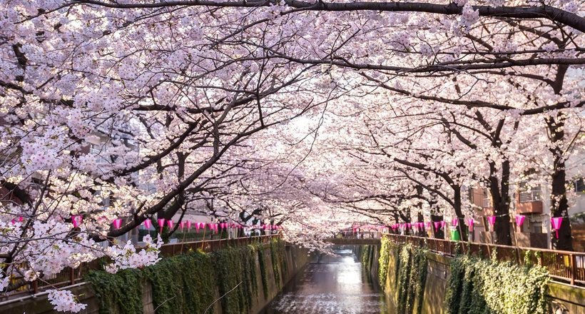 Сакура — это слива или вишня, и когда японцы собирают урожай