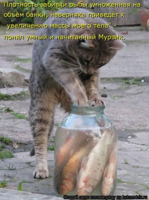 Свежая котоматрица (29 фото)