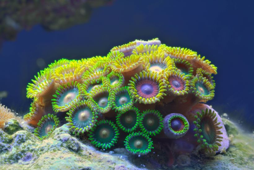 Кораллы живые или нет?