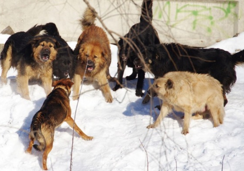 В Омске на 9-летнего мальчика напала стая бродячих собак | Последние  Новости Омска и Омской области | БК55
