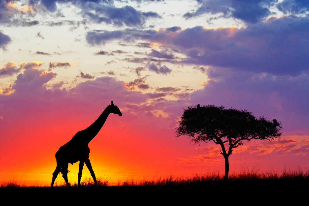 Силуэт жирафа в Масаи Мара, Кения, Африка