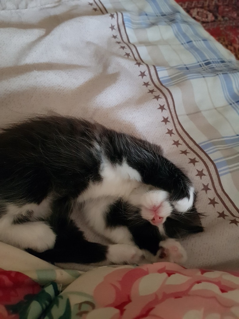 девушка приютила котенка котенок спит