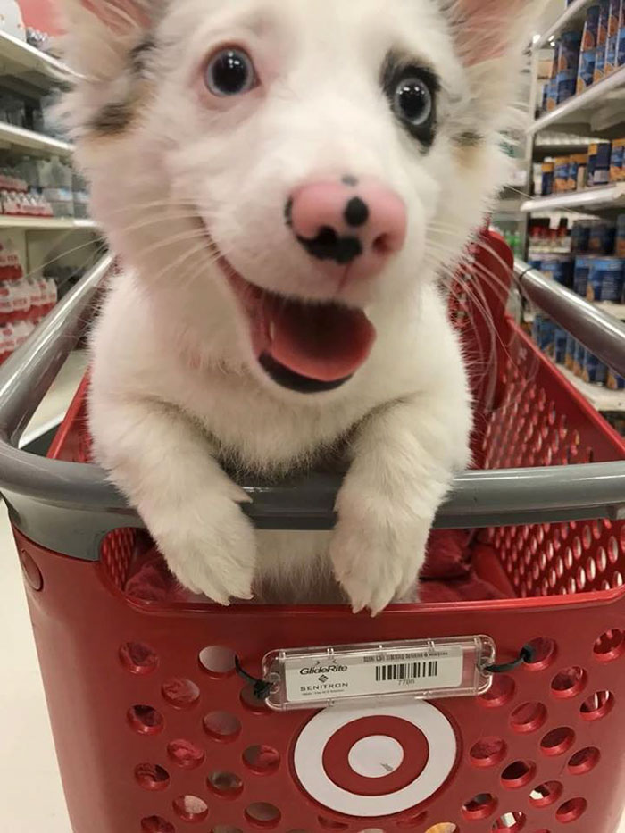 happy-dog-shopping-target-zira-the-corgi-virgoprincxss-4