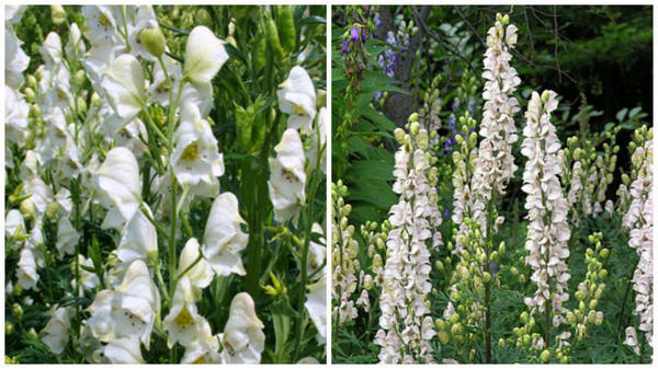 Аконит клобучковый Albidum. Фото с сайта .rhs.org.uk. Аконит клобучковый Carneum. Фото с сайта garden-en.com