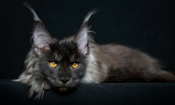 Американская енотовая кошка Maine Coon