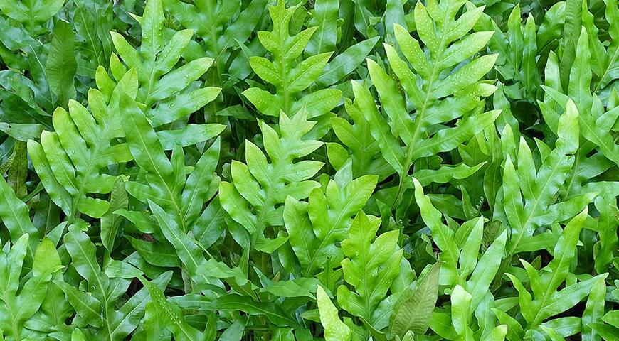 7 самых красивых и неприхотливых комнатных папоротников 7 самых красивых и неприхотливых комнатных папоротников