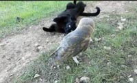 Удивительная дружба кота и совы покорила Интернет