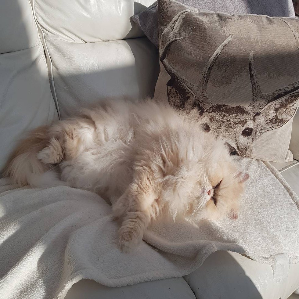 Кот, видя, что его мальчику плохо, собрал все свои силы и подполз к своему хозяину... Кот, видя, что его мальчику плохо, собрал все свои силы и подполз к своему хозяину...