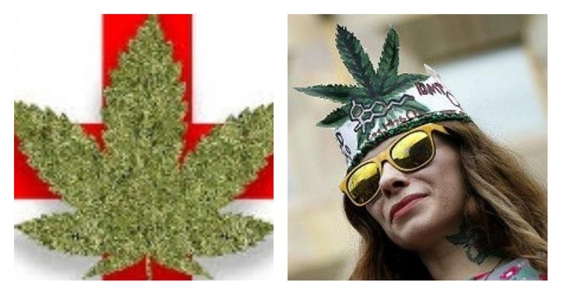 В Грузии легализовали марихуану ynews, грузия, конституционный суд, легалайз