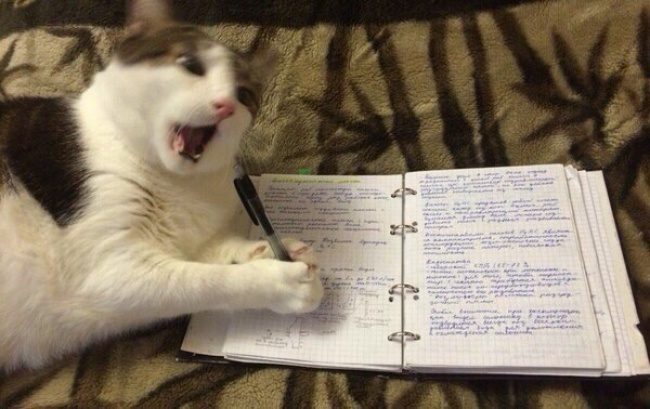 Животные, в которых вы узнаете себя