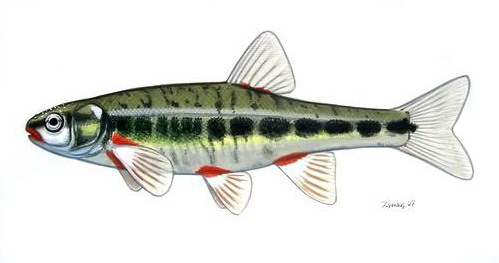 Какие рыбы обитают в озере Байкал?