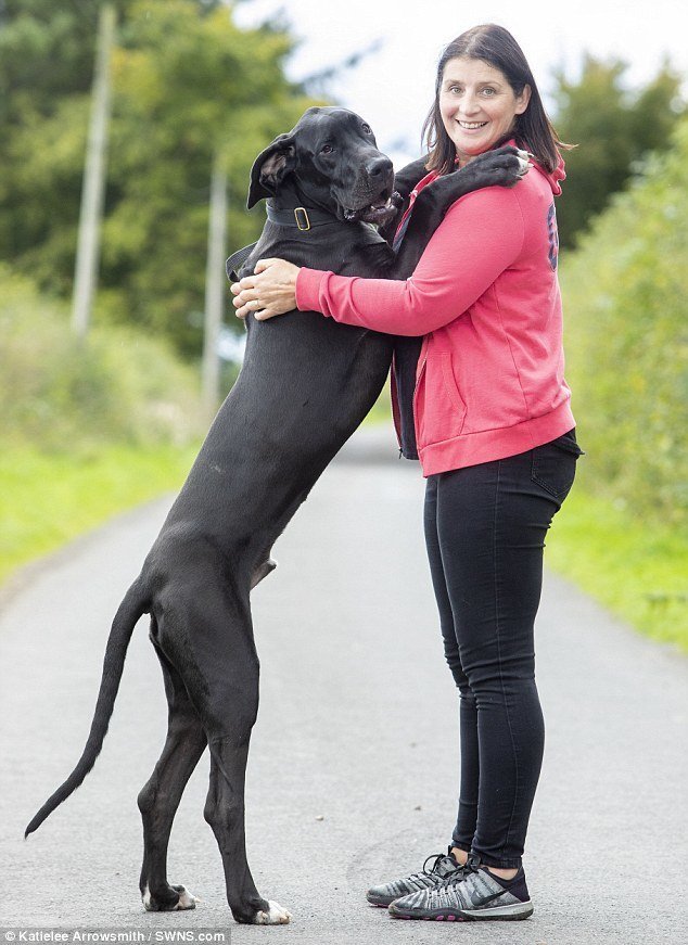Хозяева Арни - Джули и Колин Рейд из Стоунхауса (графство Ланкашир) - взяли его из собачьего приюта Dogs Trust adopted, немецкий дог, питомец, рекорды, самый большой, самый крупный, собака, собака - друг человека