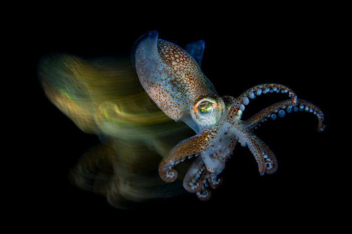 15 подводных фотографий, названых лучшими жюри конкурса «Фотограф года» природа,фотография
