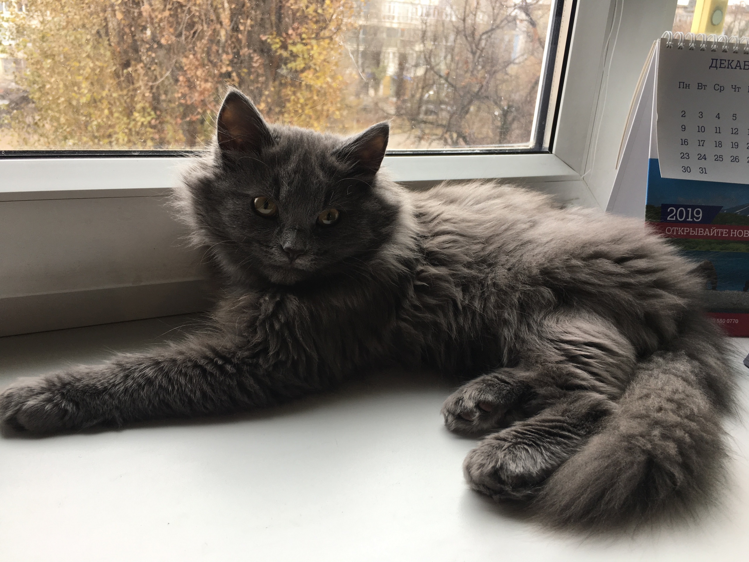 кот на окне