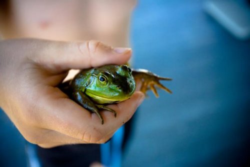 Странные вещи, которые были найдены в человеческом желудке Странные вещи, которые были найдены в человеческом желудке болезни