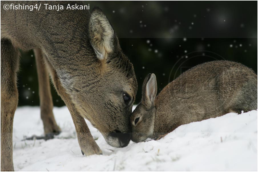 Deer and rabbit von Tanja A. 