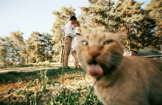 18 фотографий, которые были бы скучными, если б в кадре внезапно не появились кошки