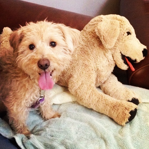 Милые животные и мягкие игрушки 