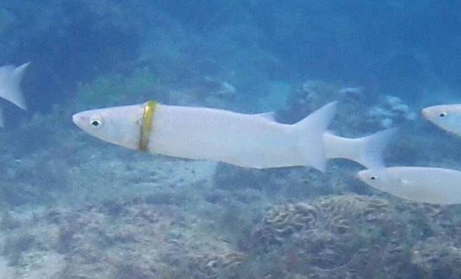Рыба случайно застряла в драгоценном кольце и уплыла. Теперь ее пытаются нейти все рыбаки острова