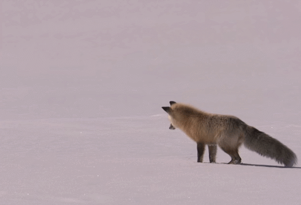Позитивные и веселые гифки Позитивные и веселые гифки