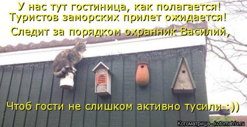 Новая котоматрица (21 фото)