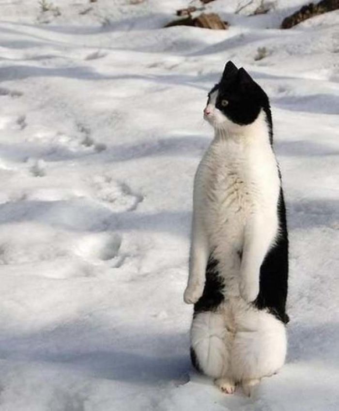Коты, которые решили стать пингвинами
