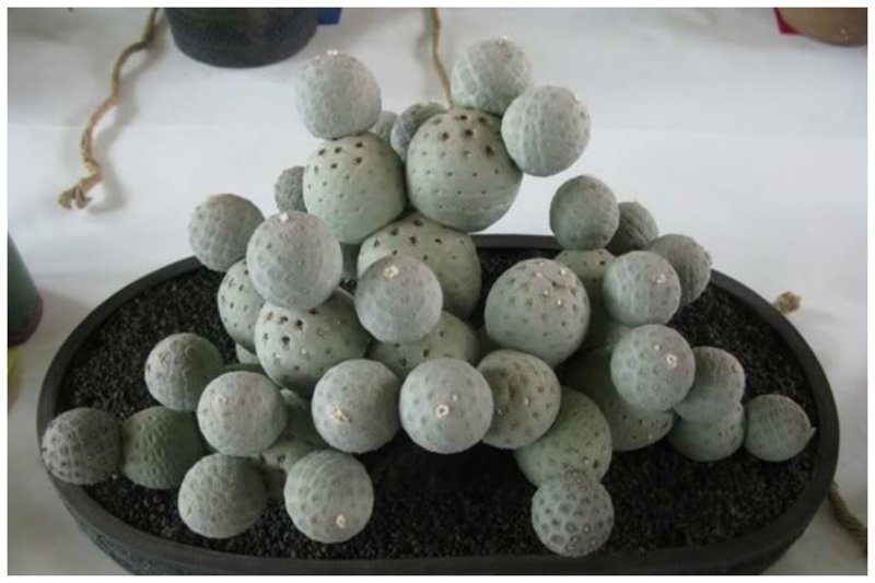 Кактус Tephrocactus geometricus. Он настоящий! интересное, красиво, природа, растения, удивительно, факты