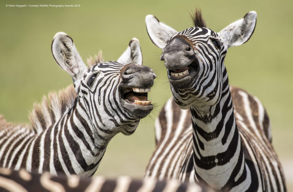 Фотографии финалистов Comedy Wildlife Photography Awards 2019