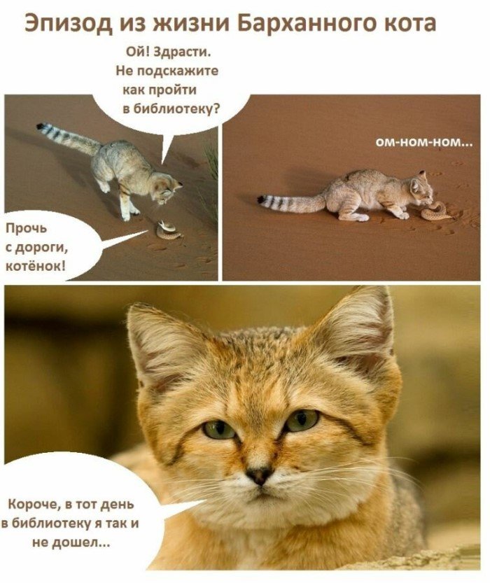 Самые маленькие кошки кошки