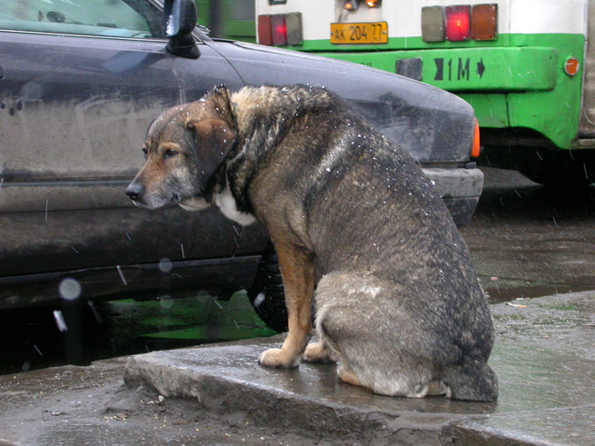 Хитрый бродячий пес хорошо устроился на зиму