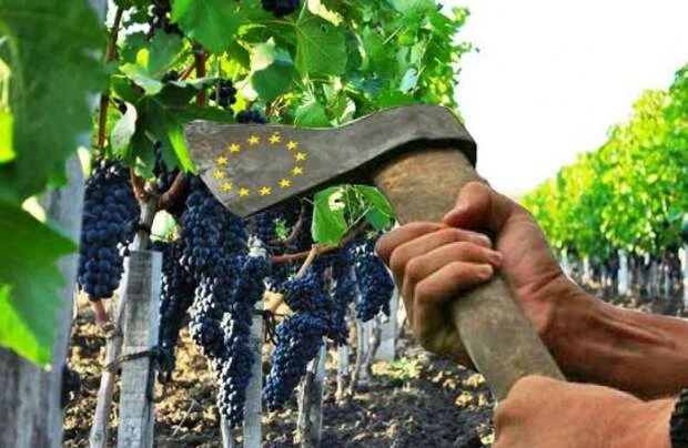 Из-за потери российского рынка Франция вынуждена вырубать виноградники. Санкции в очередной ударили по тому, кто их вводил