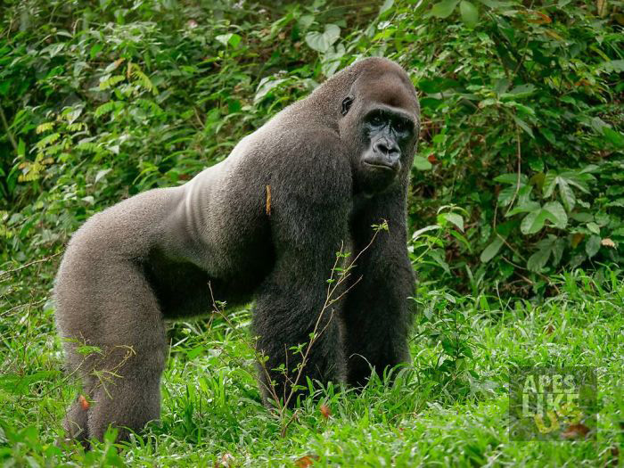 Необычная дружба гориллы с крошечным зверьком