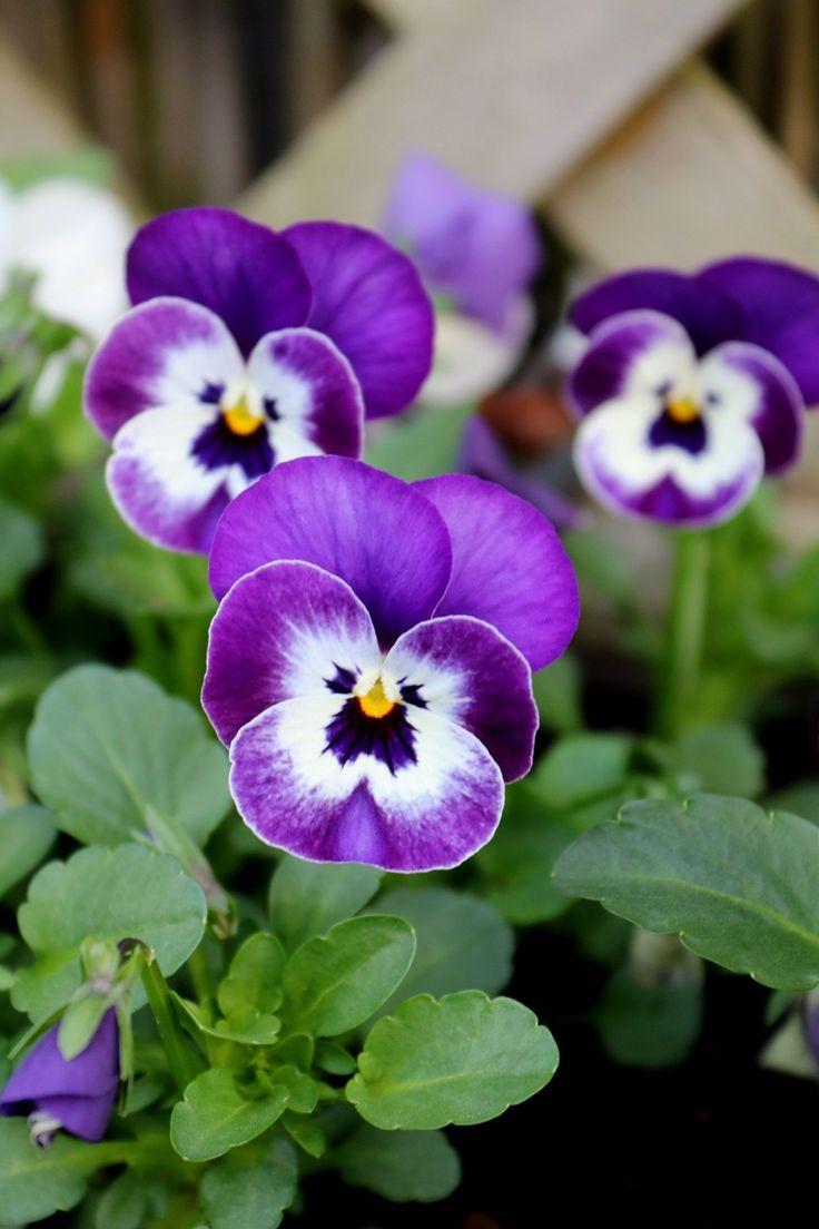 Какие цветы посадить на кладбище: 10 многолетних неприхотливых в уходе растений сажать, лучше, можно, растение, цветут, любит, только, хорошо, грунт, почву, всего, растения, когда, цветы, почвы, Также, посадить, после, апреля, почва