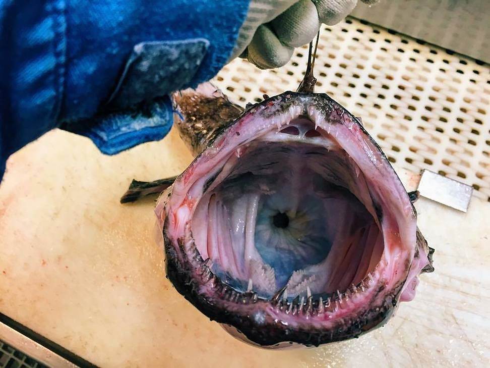 Монстры из глубин: свежая порция жутких рыбин и морских гадов