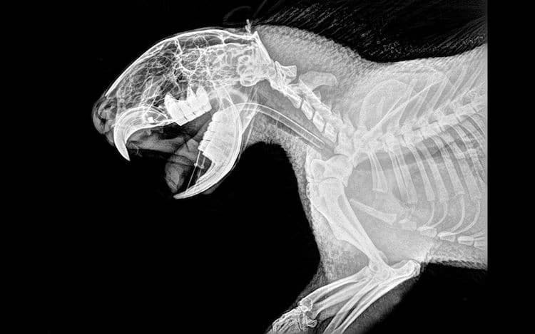 10 поразительных рентгеновских снимков диких животных животные,интересное,рентгеновские снимки