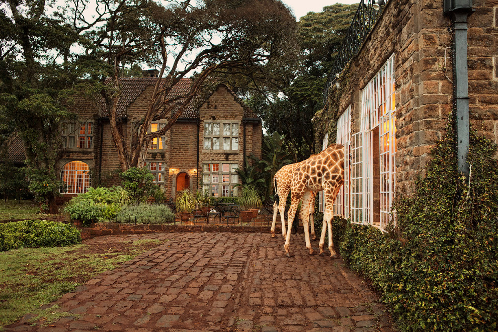 Завтрак с жирафом Ротшильда, жирафов, жирафы, приходят, жирафами, всего, могут, отеля, дикой, книгу, Красную, Международную, сердце, жираф, стиле, который, ногах, основателем, может, Вальтера