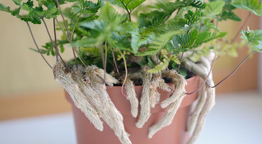 7 самых красивых и неприхотливых комнатных папоротников 7 самых красивых и неприхотливых комнатных папоротников