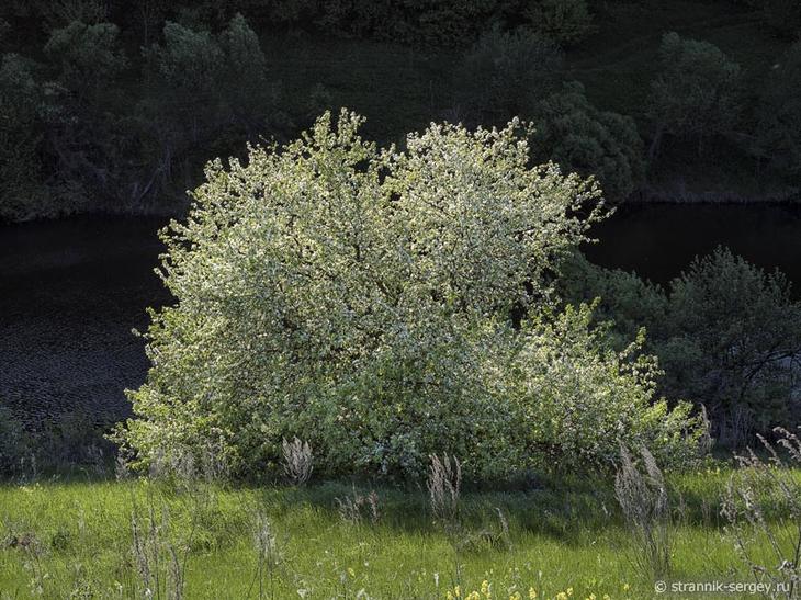 В краю диких яблонь Дикие яблони яблоневые сады яблони цветение яблонь цветущие яблони яблони в цвету весна фото природа пеший поход
