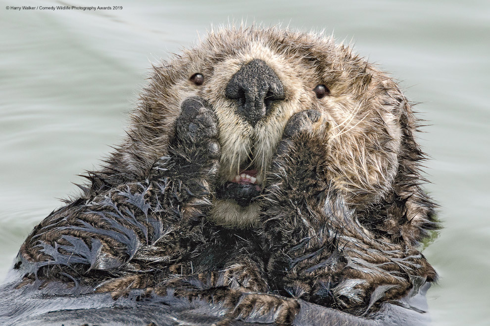 Фотографии финалистов Comedy Wildlife Photography Awards 2019