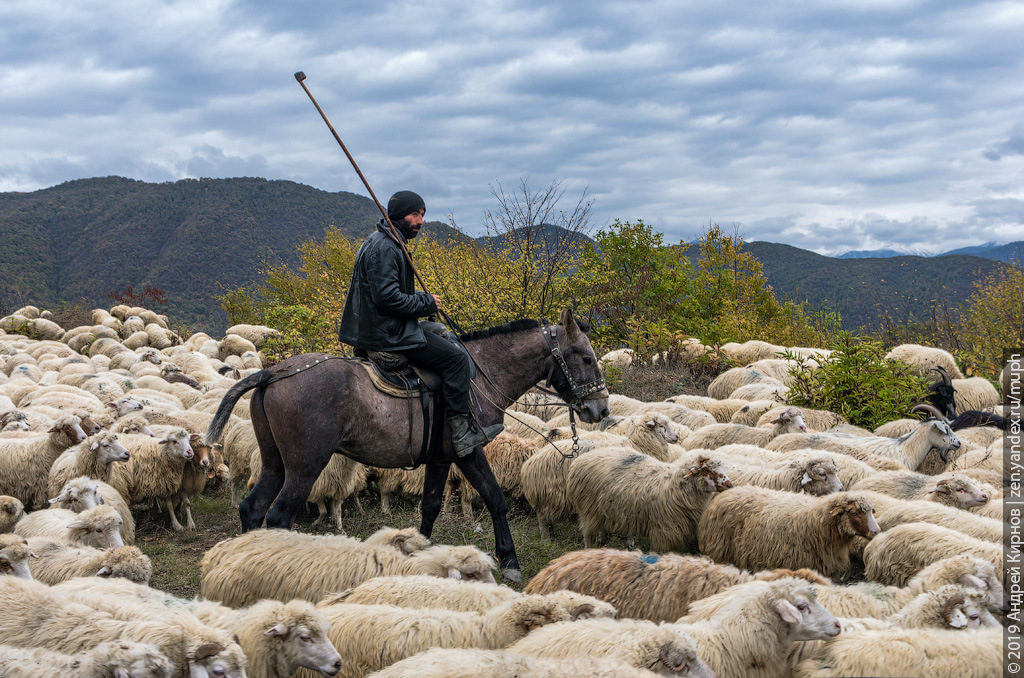 Почему среди стада овец всегда есть козёл или кто такой 