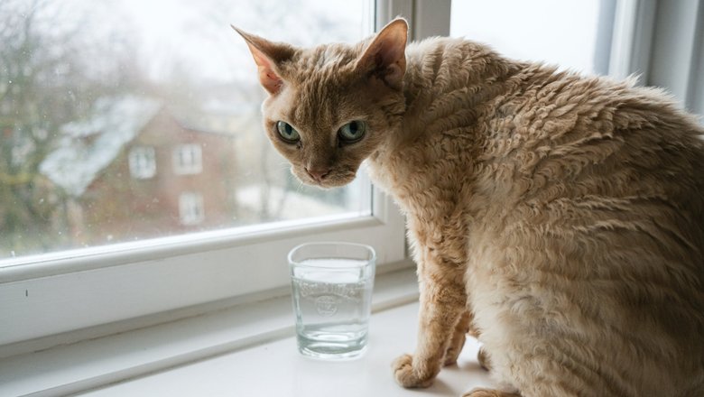 Кошка на подоконнике возле стакана воды — запасы пресной воды на Земле уменьшаются