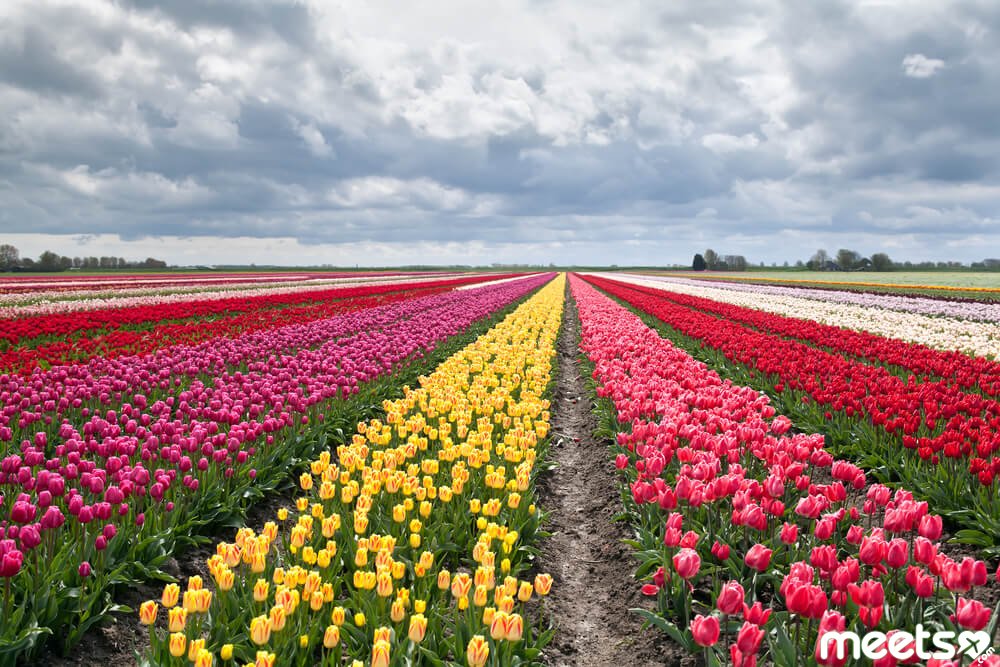 tulips on fields during spring
